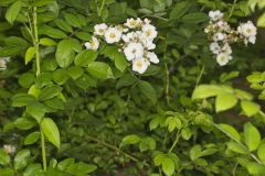 Multiflora Rose, Rosa multiflora