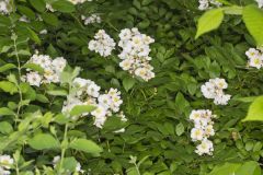 Multiflora Rose, Rosa multiflora