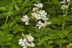 Multiflora Rose, Rosa multiflora