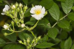 Multiflora Rose, Rosa multiflora