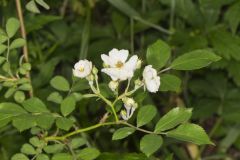 Multiflora Rose, Rosa multiflora