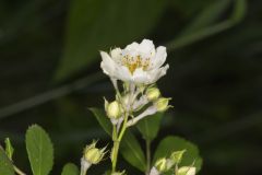 Multiflora Rose, Rosa multiflora