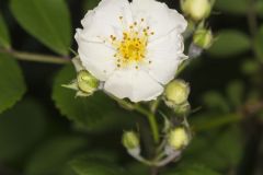 Multiflora Rose, Rosa multiflora