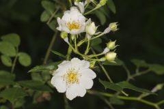 Multiflora Rose, Rosa multiflora