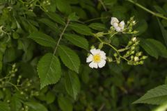 Multiflora Rose, Rosa multiflora