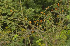 Multiflora Rose, Rosa multiflora