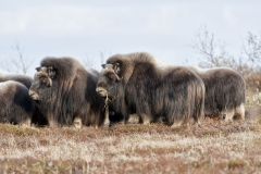 Musk-ox, Ovibos moschatus