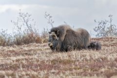 Musk-ox, Ovibos moschatus