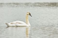 Mute Swan, Cygnus olor