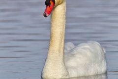 Mute Swan, Cygnus olor