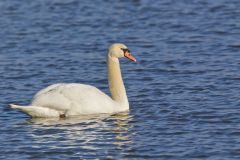 Mute Swan, Cygnus olor