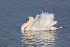 Mute Swan, Cygnus olor