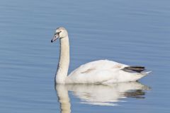 Mute Swan, Cygnus olor