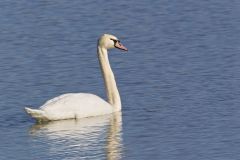 Mute Swan, Cygnus olor