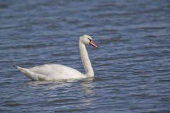 Mute Swan, Cygnus olor