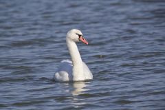 Mute Swan, Cygnus olor