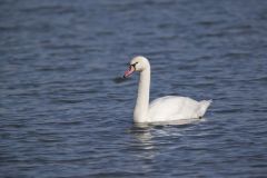 Mute Swan, Cygnus olor