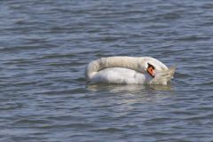 Mute Swan, Cygnus olor