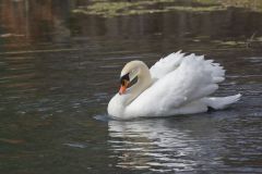 Mute Swan, Cygnus olor