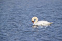 Mute Swan, Cygnus olor