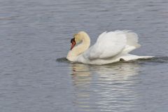 Mute Swan, Cygnus olor