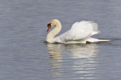 Mute Swan, Cygnus olor