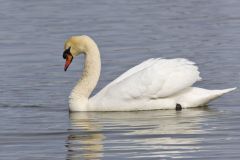 Mute Swan, Cygnus olor