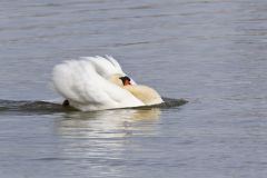 Mute Swan, Cygnus olor