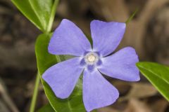 Myrtle, Vinca minor