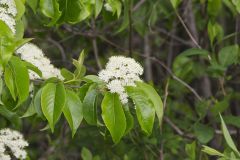 Nannyberry, Viburnum lentago