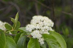 Nannyberry, Viburnum lentago