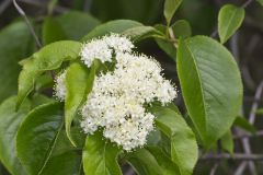 Nannyberry, Viburnum lentago