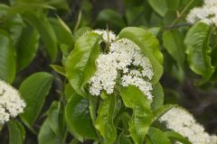 Nannyberry, Viburnum lentago