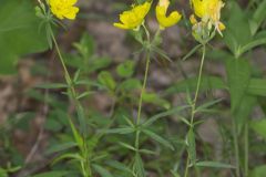 Narrow-leaved Sundrops, Oenothera fruticosa