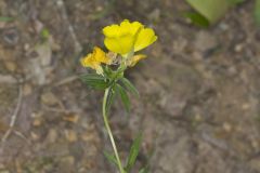 Narrow-leaved Sundrops, Oenothera fruticosa