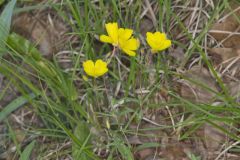 Narrow-leaved Sundrops, Oenothera fruticosa