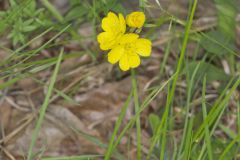 Narrow-leaved Sundrops, Oenothera fruticosa