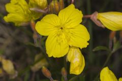 Narrow-leaved Sundrops, Oenothera fruticosa