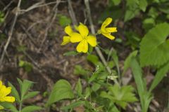 Narrow-leaved Sundrops, Oenothera fruticosa