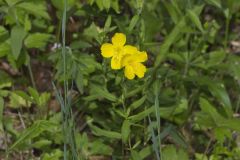 Narrow-leaved Sundrops, Oenothera fruticosa