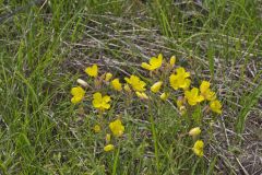 Narrow-leaved Sundrops, Oenothera fruticosa