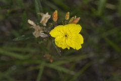 Narrow-leaved Sundrops, Oenothera fruticosa