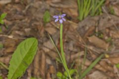 Narrowleaf Blue-eyed Grass, Sisyrinchium angustifolium