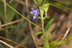 Narrowleaf Bluecurls, Trichostema setaceum