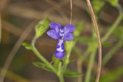 Narrowleaf Bluecurls, Trichostema setaceum