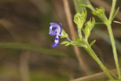 Narrowleaf Bluecurls, Trichostema setaceum