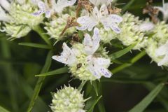 Narrowleaf Mountainmint, Pycnanthemum tenuifolium