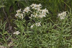 Narrowleaf Whitetop Aster, Sericocarpus linifolius