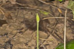 Narrowleaf Wild Leek, Allium burdickii