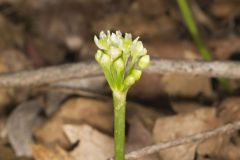 Narrowleaf Wild Leek, Allium burdickii